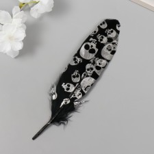 Feather of decorative pheasant 