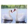 The painting "Swan couple" 50*70 cm