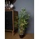 Bamboo in a plastic pot, 135 × 135 × 920 mm, green / black / beige color