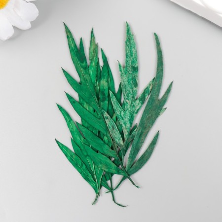 Sukhotzet "Leaf of wormwood leaf" Green H = 5-8 cm-2