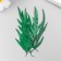 Sukhotzet "Leaf of wormwood leaf" Green H = 5-8 cm