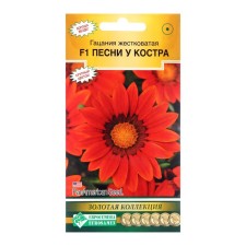 Seeds of flowers of gatsaniya harsh 