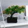 Bonsai in the pot "Tree of Life" 11,5x15 cm, mix