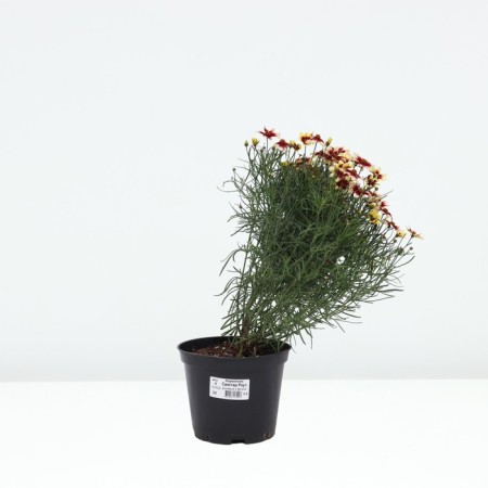 Coreopsis Sanstar Rose, pot C2, 1 pc, summer 2024-2