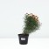 Coreopsis Sanstar Rose, pot C2, 1 pc, summer 2024