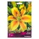 Lilia Asian Polyannah, 14/16 rr, 2 pcs. 115 h (cm), autumn 2024