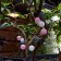 Sadovaya garland on the solar battery "Blood" Uniel, IP44, 1.8 m, warm white