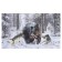 Picture on the canvas "Fight of animals" 60x100 cm