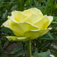 Seedling rose 