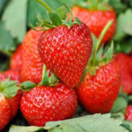 Strawberry seedlings of Frigi Rumba A + (15 mm +), p9 pot