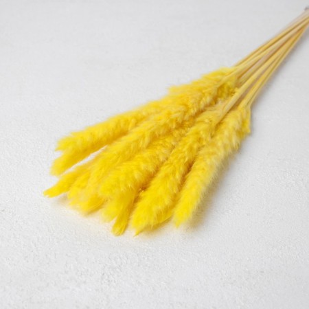 Sukhotzet "reed" set 15 pcs, yellow color