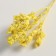 Set of dried flowers "chandra", banch length 40 (+/- 6 cm), apple