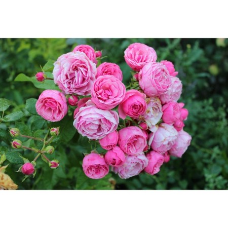 Sahenian Rosa Corddes Floribunda "Pomonella", tube, 1 pc, spring 2025