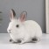 Figure "Rabbit No. 1 White with black tips" Height 14 cm, width 10 cm, length 18 cm.