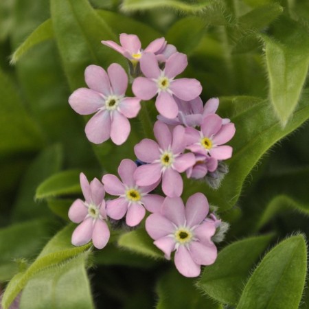 Forest Pink, I Rn, 1 pc, 20 h (cm), autumn 2024