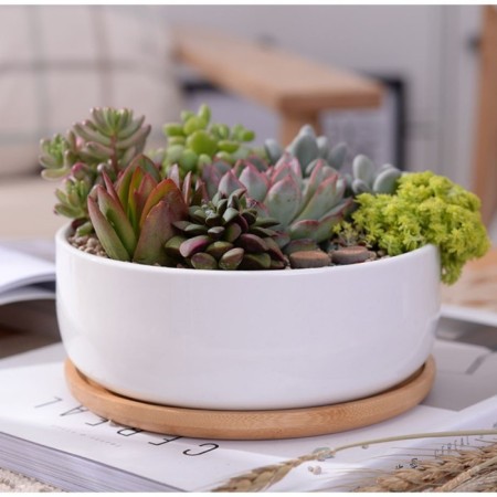 Pot "Eco Bonsai" Circle, 17x7cm, White-2