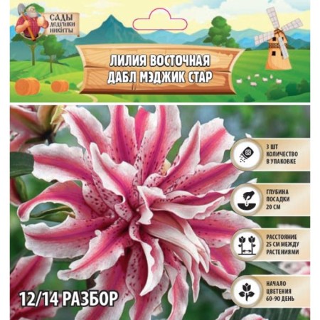 Lilia Eastern "Dabble Magic Star", 12/14, 3 pcs, spring 2024