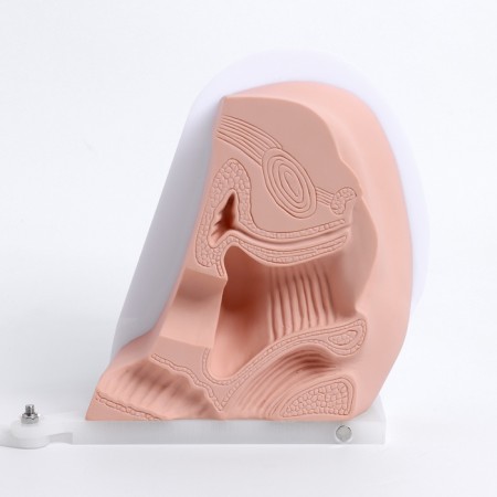 Vagina layout polled 19*13*17cm-2