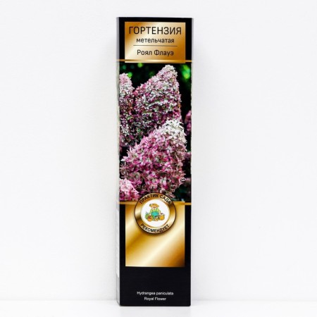 Hydrangea blizzard luxury "Royal Flaue", 1 pc, tube, spring 2024