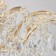 Louise chandelier 10x60W E14 gold