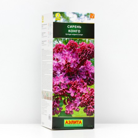 Congo Lilac Siren (P9), 1 pc, Spring 2024