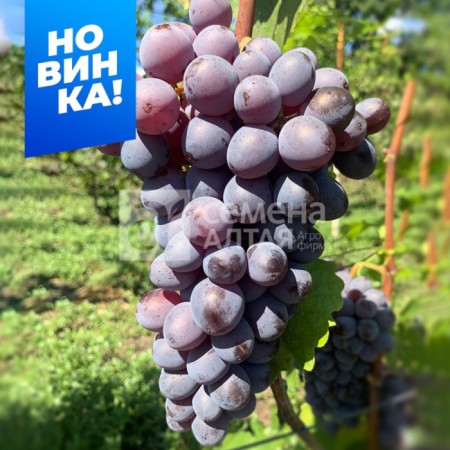 Very early grapes (95-100 days) Muscat Izyumsky