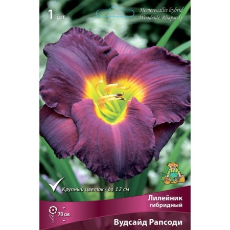 Lilenik hybrid Woodsaid Rapsodi, I rr, 1 pc. 70 h (cm), autumn 2024