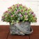 Bonsai "Delicate flowering in the basket" 9x13 cm, mix