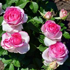 Seedling rose 