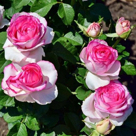 Seedling rose "Dolce Vita", tube, spring 2025