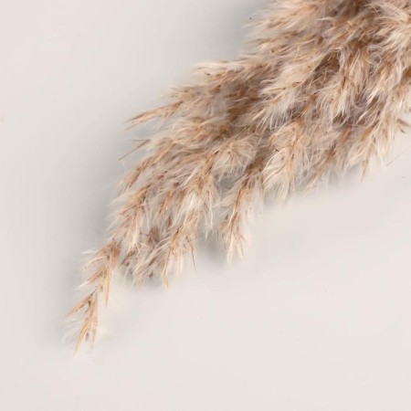Dry Sukhotzet "reed" 80 cm, beige (packing 5pcs, price per 1 pc)-1