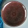 Set of Tea Rishtan Ceramics "Patterns", 9 objects, (kettle 0.8 l, Piales 0.3 l)