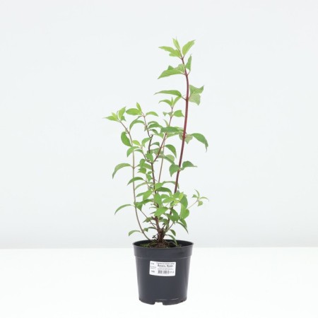 Hydrangea blizzard vanilla Frez, c1.3 pot, 1 pc, summer 2024-2