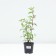 Hydrangea blizzard vanilla Frez, c1.3 pot, 1 pc, summer 2024