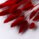 Sukhotzet "Lagurus" 65 cm, red (packing 30 pcs, price per 1 pc)