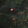 Garland "thread" 10 m, IP44, UMS, dark thread, 100 LED, red glow, 220 V