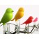 Quay Sparrow Country set, 4 pcs, green color