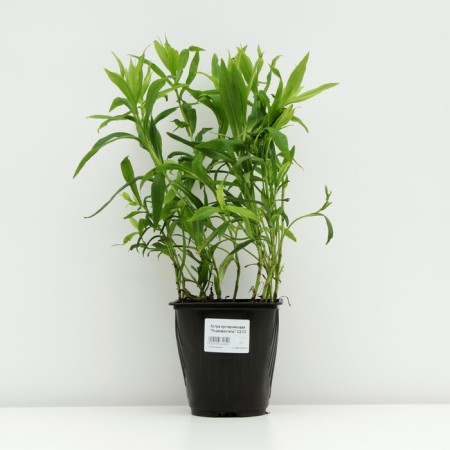 Astra shrub "Rosenvichtel", pot C3, 1 pc, spring 2024-2