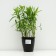Astra shrub "Rosenvichtel", pot C3, 1 pc, spring 2024
