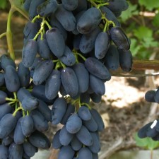 Grapes seedling 