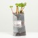 Strawberry seedlings of Frigo Faith (9-15 mm), set 5 pcs