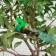 A bird for decoration and floristry, on a clothespin, mix, plastic, 1 pc., 8 x 8 cm