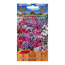 Flower seeds Flox fragrant 
