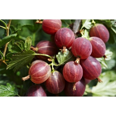 Gooseberry muscat, s2 pot, n20-40 height, 1 pc, summer 2024