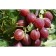 Gooseberry muscat, s2 pot, n20-40 height, 1 pc, summer 2024