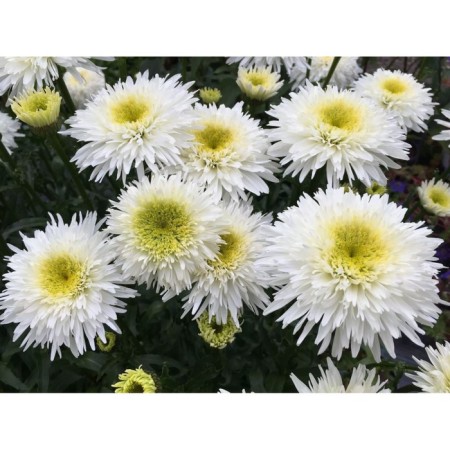 Nyvynik Krezie Daisy, pot C2, 1 pc, summer 2024