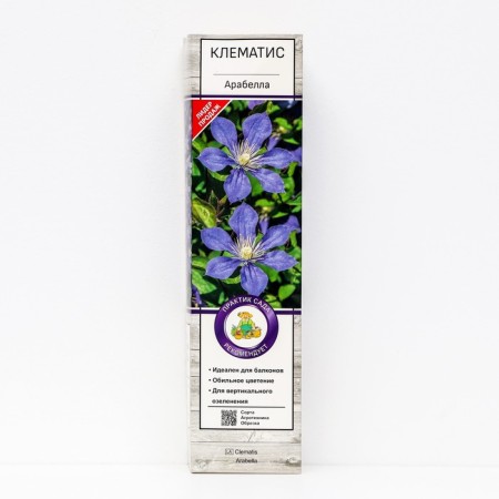 Clematis botanical (for cutting) "Arabella", 1 pc, tube, spring 2025