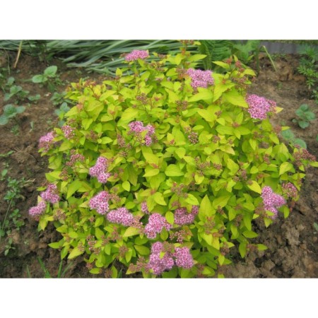 Spirea Japanese Manon, C2 pot, H10-50 Height, 1 pc, summer 2024