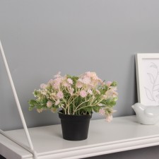 Bonsai in the pot 