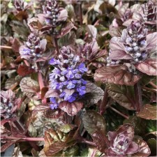 Tenage creeping atropurpurea, c1.5 pot, 1 pc, summer 2024